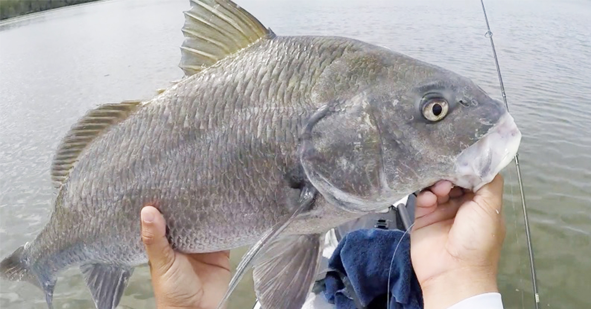 how to catch black drum