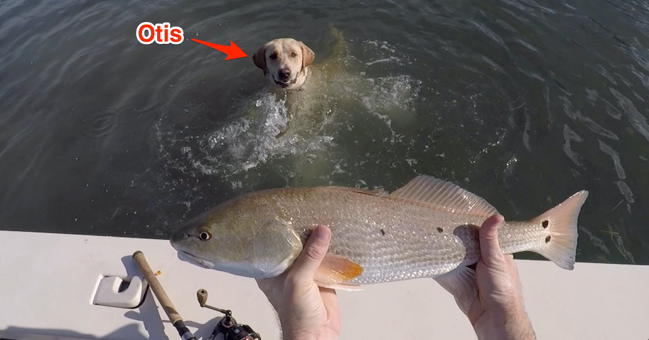 http://redfish%20catching%20dog