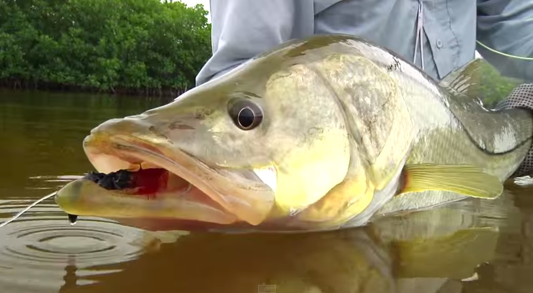 how to catch snook