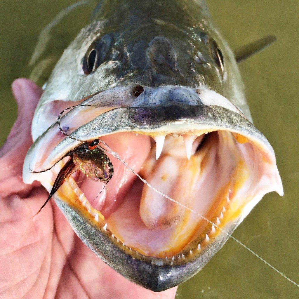 Trout Teeth