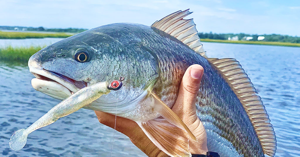 wyatt redfish