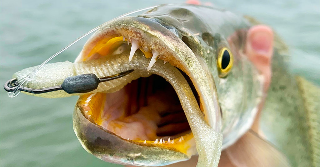 texas trout fishing