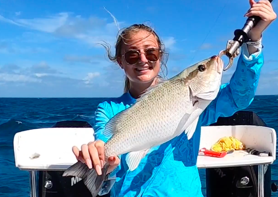 mangrove snapper